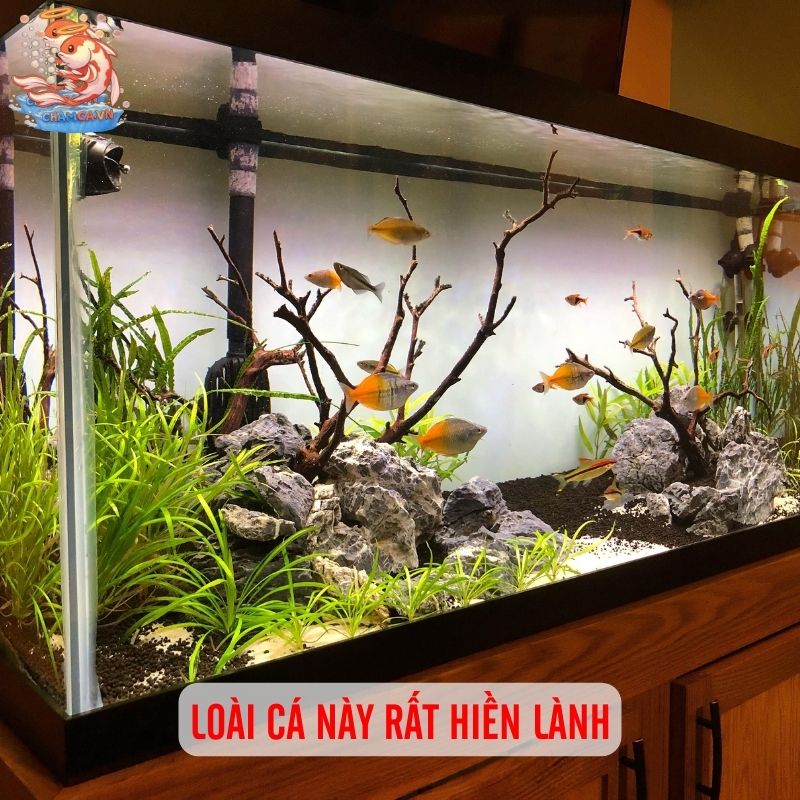 Cá Cầu Vồng - Vẻ Đẹp Độc Lạ Đầy Biến Ảo Trong Hồ Thuỷ Sinh 2 Loài cá này rất hiền lành