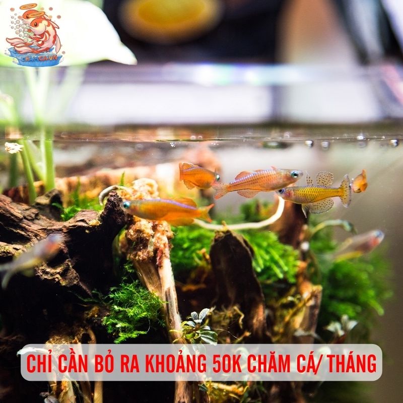 Cá Cầu Vồng - Vẻ Đẹp Độc Lạ Đầy Biến Ảo Trong Hồ Thuỷ Sinh 3 Chỉ cần bỏ ra khoảng 50k chăm cá/ tháng
