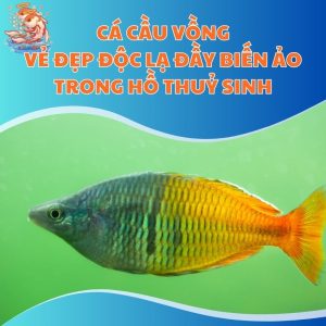 Cá Cầu Vồng - Vẻ Đẹp Độc Lạ Đầy Biến Ảo Trong Hồ Thuỷ Sinh