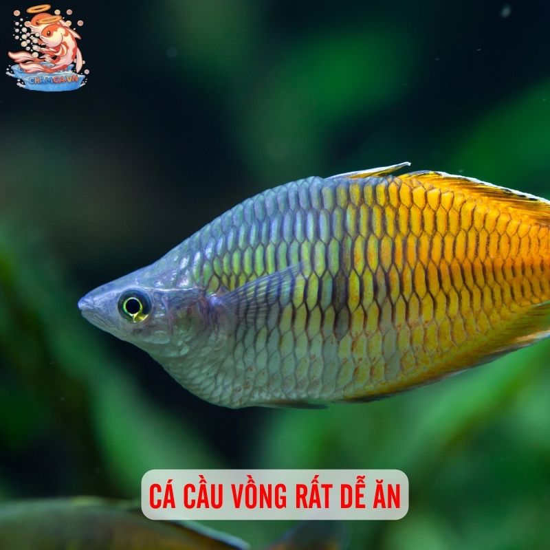 Cá Cầu Vồng - Vẻ Đẹp Độc Lạ Đầy Biến Ảo Trong Hồ Thuỷ Sinh 4 Cá cầu vồng rất dễ ăn