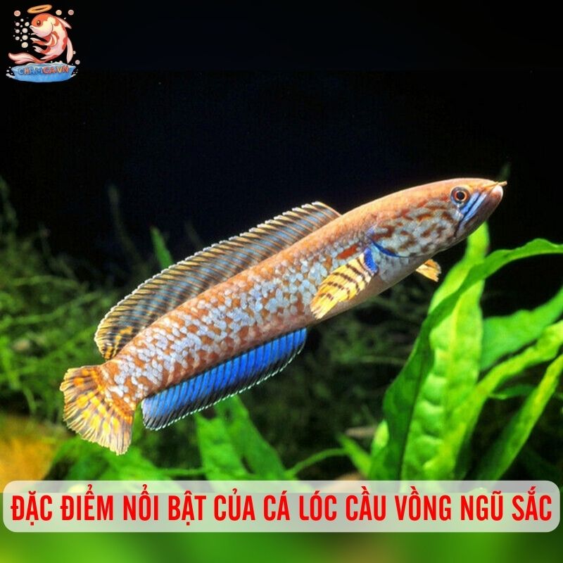 Tăng Sắc Màu Cho Hồ Thuỷ Sinh Với Cá Cầu Vồng Ngũ Sắc 1 Đặc điểm nổi bật của cá lóc cầu vồng ngũ sắc