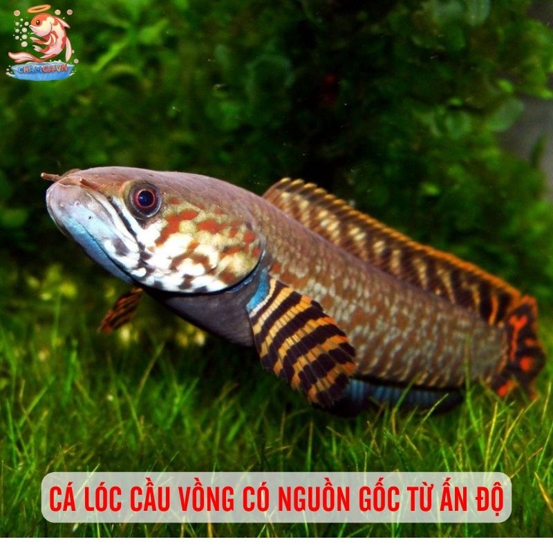 Tăng Sắc Màu Cho Hồ Thuỷ Sinh Với Cá Cầu Vồng Ngũ Sắc 2 Cá lóc cầu vồng có nguồn gốc từ Ấn Độ