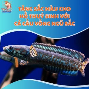 Tăng Sắc Màu Cho Hồ Thuỷ Sinh Với Cá Cầu Vồng Ngũ Sắc