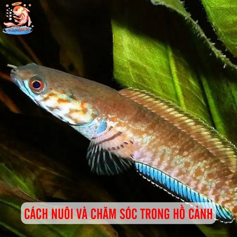 Tăng Sắc Màu Cho Hồ Thuỷ Sinh Với Cá Cầu Vồng Ngũ Sắc 3 Cách nuôi và chăm sóc trong hồ cảnh