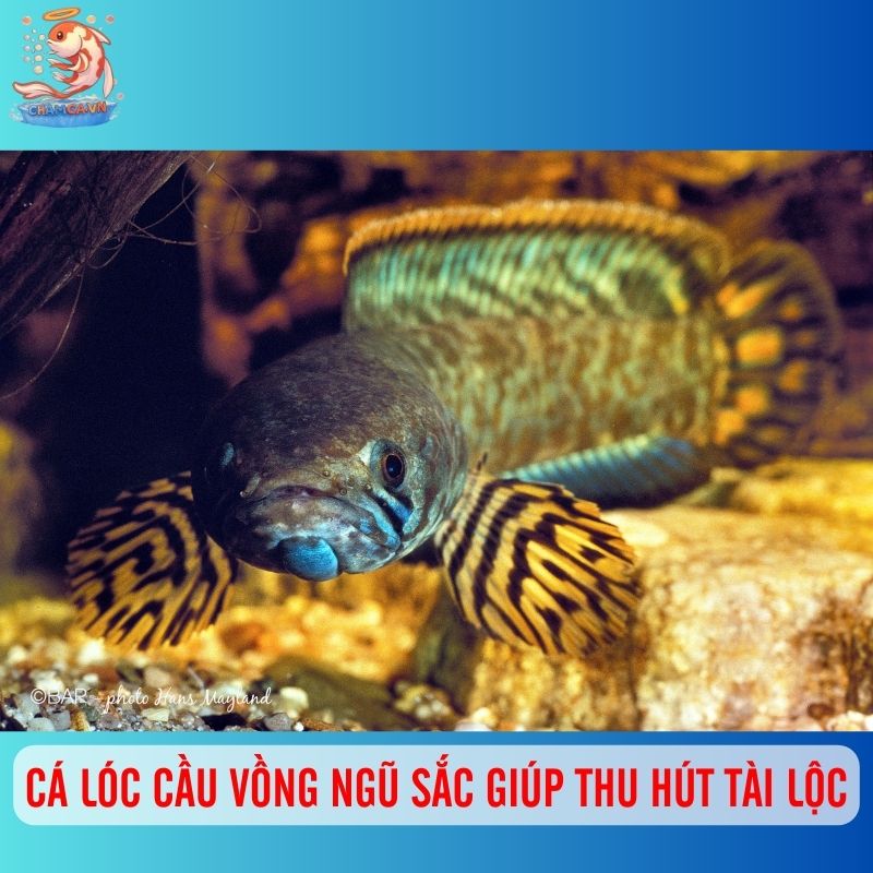Tăng Sắc Màu Cho Hồ Thuỷ Sinh Với Cá Cầu Vồng Ngũ Sắc 4 Cá lóc cầu vồng ngũ sắc giúp thu hút tài lộc