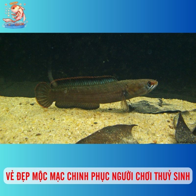 Cá Chòi: Loài Cá Lóc Mini Dẻo Dai Và Đầy Ý Nghĩa 1 Vẻ đẹp mộc mạc chinh phục người chơi thuỷ sinh