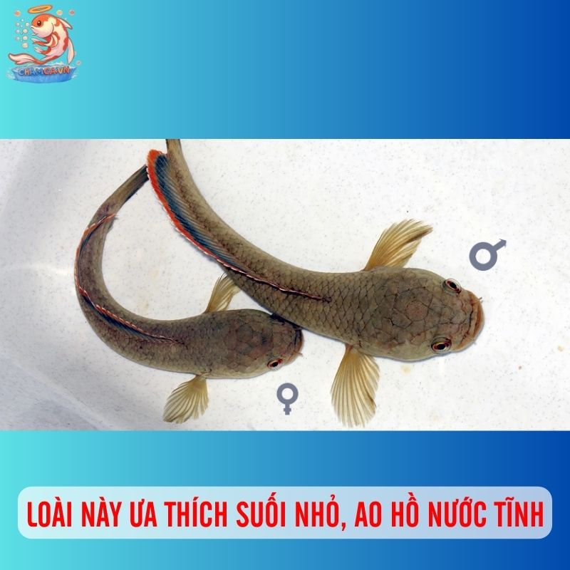 Cá Chòi: Loài Cá Lóc Mini Dẻo Dai Và Đầy Ý Nghĩa 2 Loài này ưa thích suối nhỏ, ao hồ nước tĩnh