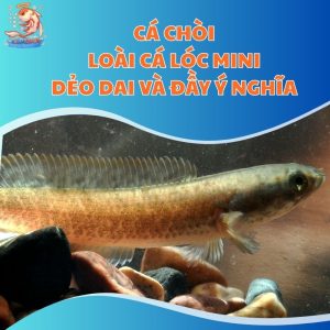 Cá Chòi: Loài Cá Lóc Mini Dẻo Dai Và Đầy Ý Nghĩa