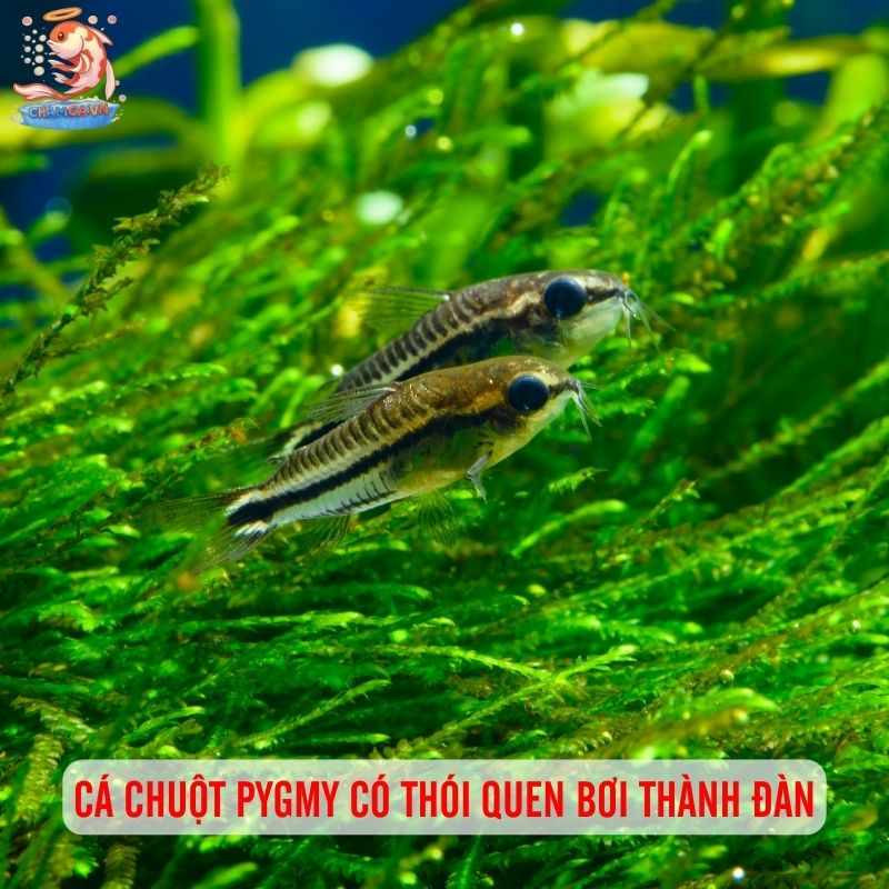 Cá Chuột Pygmy: Loài Cá Mini Siêu Dễ Thương 1 Cá chuột Pygmy có thói quen bơi thành đàn