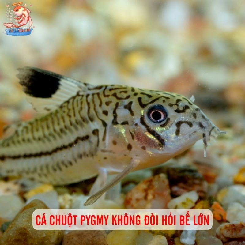 Cá Chuột Pygmy: Loài Cá Mini Siêu Dễ Thương 2 Cá chuột Pygmy không đòi hỏi bể lớn