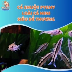Cá Chuột Pygmy: Loài Cá Mini Siêu Dễ Thương