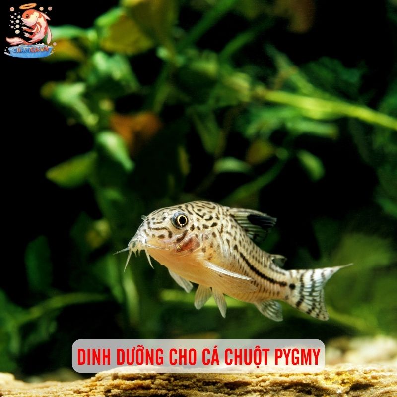 Cá Chuột Pygmy: Loài Cá Mini Siêu Dễ Thương 3 Dinh dưỡng cho cá chuột Pygmy