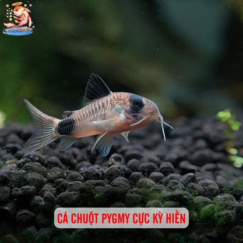 Cá Chuột Pygmy: Loài Cá Mini Siêu Dễ Thương 4 Cá chuột Pygmy cực kỳ hiền