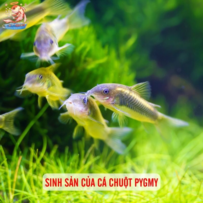Cá Chuột Pygmy: Loài Cá Mini Siêu Dễ Thương 5 Sinh sản của cá chuột Pygmy