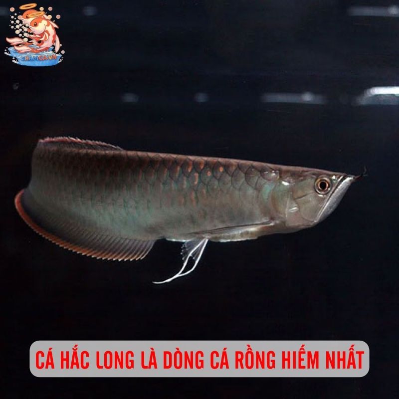 Cá Hắc Long - Viên Ngọc Đen Dưới Nước Của Giới Nhà Giàu 1 Cá Hắc Long là dòng cá Rồng hiếm nhất