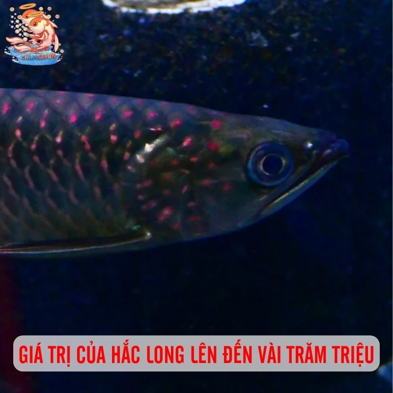 Cá Hắc Long - Viên Ngọc Đen Dưới Nước Của Giới Nhà Giàu 2 Giá trị của Hắc Long có thể lên đến vài trăm triệu