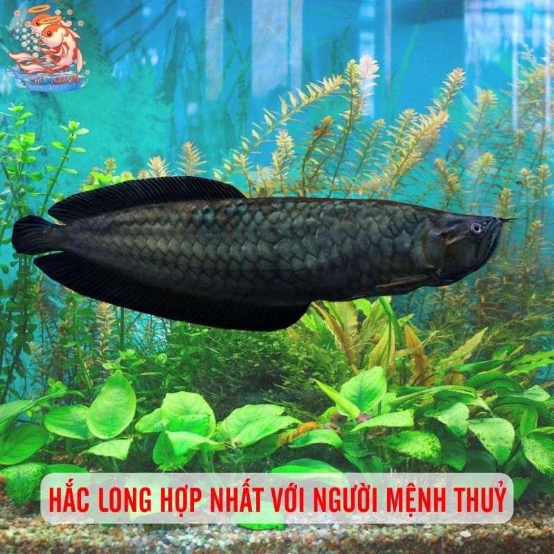 Cá Hắc Long - Viên Ngọc Đen Dưới Nước Của Giới Nhà Giàu 3 Hắc Long hợp nhất với người mệnh Thuỷ