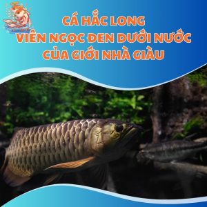 Cá Hắc Long - Viên Ngọc Đen Dưới Nước Của Giới Nhà Giàu