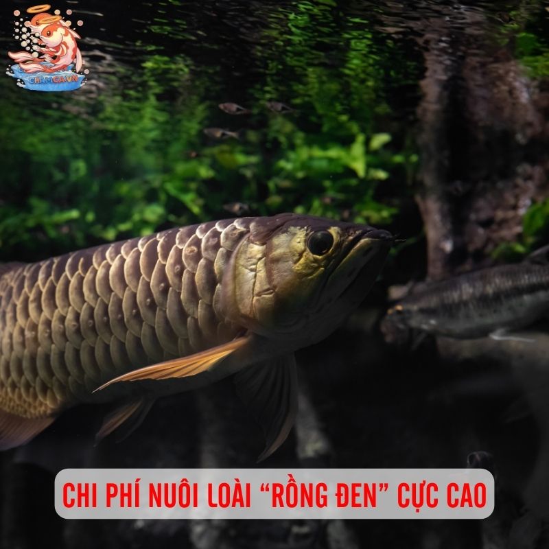 Cá Hắc Long - Viên Ngọc Đen Dưới Nước Của Giới Nhà Giàu 4 Chi phí nuôi loài “Rồng Đen” này cực cao