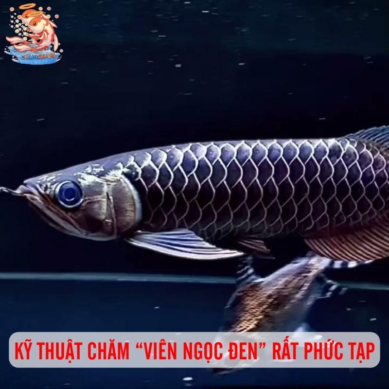 Cá Hắc Long - Viên Ngọc Đen Dưới Nước Của Giới Nhà Giàu 5 Kỹ thuật chăm “viên ngọc đen” này vô cùng phức tạp