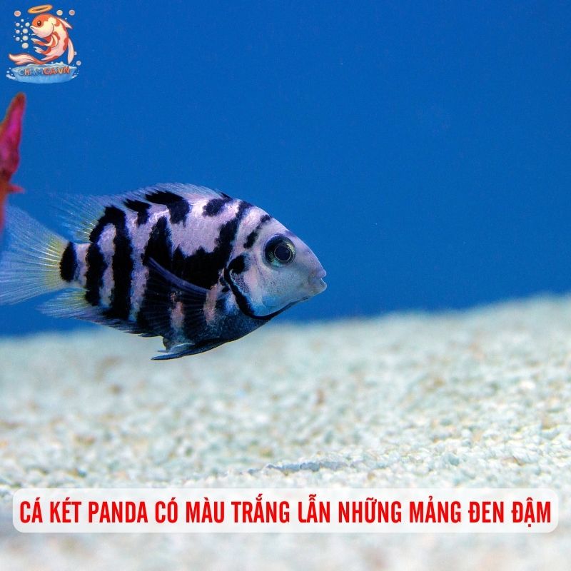 Cá Két Panda: Điểm Nhấn Khác Biệt Cho Hồ Thuỷ Sinh 1 Cá két Panda có thân màu trắng ngà xen lẫn những mảng đen đậmCá két Panda có thân màu trắng ngà xen lẫn những mảng đen đậmCá két Panda có thân màu trắng ngà xen lẫn những mảng đen đậm