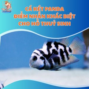 Cá Két Panda: Điểm Nhấn Khác Biệt Cho Hồ Thuỷ Sinh