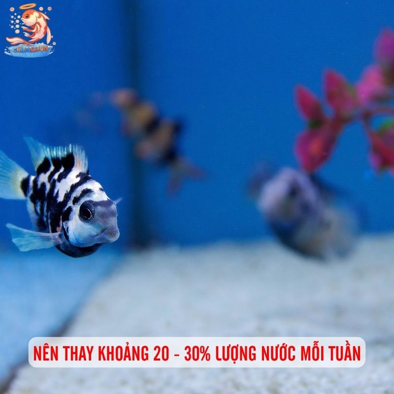 Cá Két Panda: Điểm Nhấn Khác Biệt Cho Hồ Thuỷ Sinh 3 Nên thay khoảng 20 - 30% lượng nước mỗi tuần