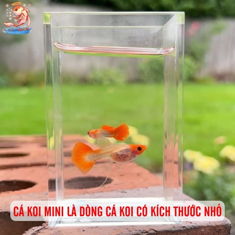 Cá Koi Nuôi Trong Hồ Kính - Giải Pháp Chơi Cho Hồ Nhỏ 1 Cá Koi mini là những dòng cá Koi có kích thước nhỏ