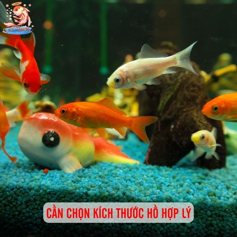Cá Koi Nuôi Trong Hồ Kính - Giải Pháp Chơi Cho Hồ Nhỏ 2 Cần chọn kích thước hồ hợp lý