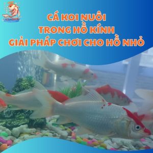 Cá Koi Nuôi Trong Hồ Kính - Giải Pháp Chơi Cho Hồ Nhỏ