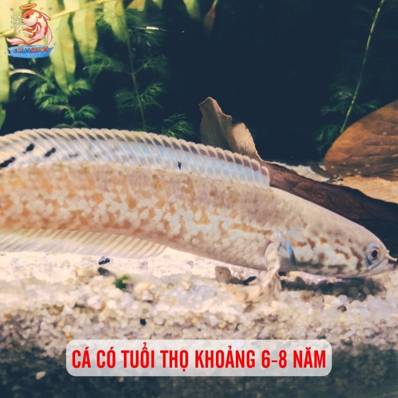 Cá Lóc Bông Ấn Độ - Sắc Nâu Đỏ Ấn Tượng Trong Hồ Thuỷ Sinh 2 Cá có tuổi thọ khoảng 6-8 năm