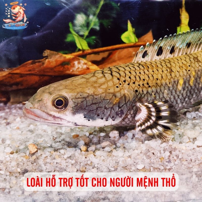 Cá Lóc Bông Ấn Độ - Sắc Nâu Đỏ Ấn Tượng Trong Hồ Thuỷ Sinh 3 Loài hỗ trợ tốt cho người mệnh Thổ
