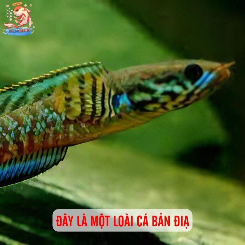 Cá Lóc Bông Ấn Độ - Sắc Nâu Đỏ Ấn Tượng Trong Hồ Thuỷ Sinh 1 Đây là một loài cá bản điạ