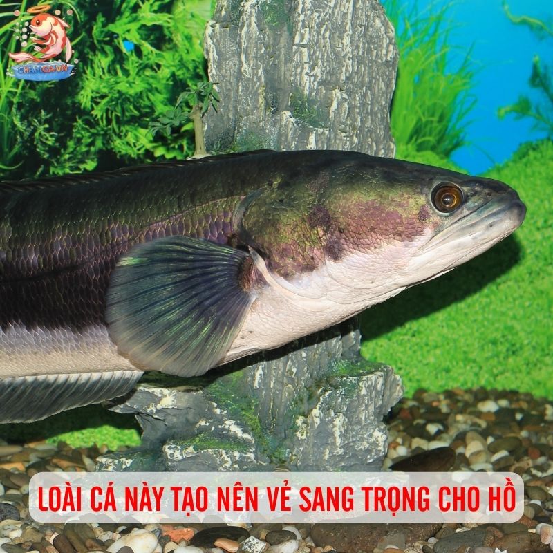 Cá Lóc Bông Thái - Gã Khổng Lồ Uy Nghi Của Khu Thuỷ Sinh 1 Loài cá này tạo ra vẻ sang trọng cho hồ