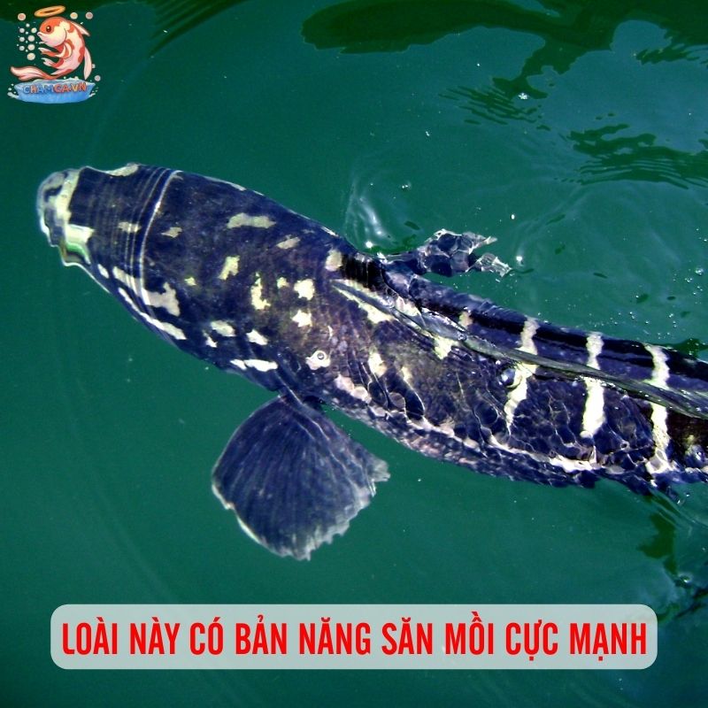 Cá Lóc Bông Thái - Gã Khổng Lồ Uy Nghi Của Khu Thuỷ Sinh 2 Cá lóc bông Thái có bản năng săn mồi cực mạnh