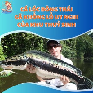 Cá Lóc Bông Thái - Gã Khổng Lồ Uy Nghi Của Khu Thuỷ Sinh