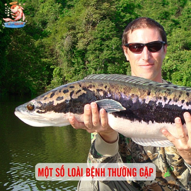 Cá Lóc Bông Thái - Gã Khổng Lồ Uy Nghi Của Khu Thuỷ Sinh 3 Một số loài bệnh thường gặp