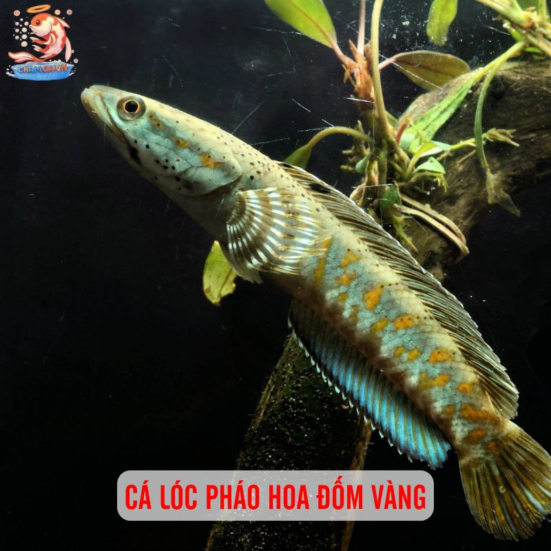 TOP 20 Loại Cá Lóc Cảnh Chinh Phục Dân Chơi Thuỷ Sinh 12 Cá lóc pháo hoa đốm vàng
