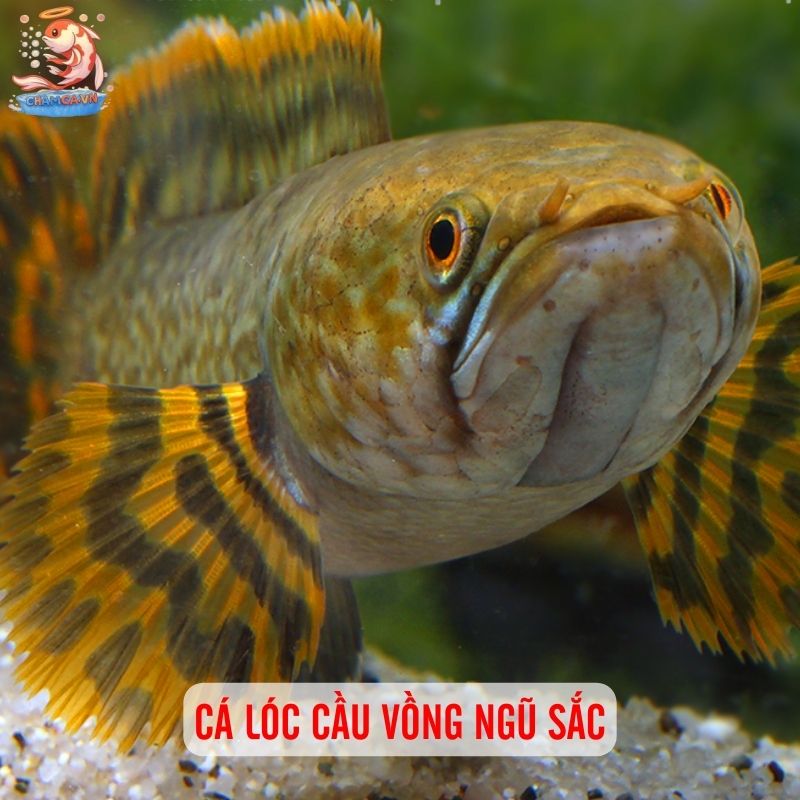 TOP 20 Loại Cá Lóc Cảnh Chinh Phục Dân Chơi Thuỷ Sinh 15 Cá lóc cầu vồng ngũ sắc
