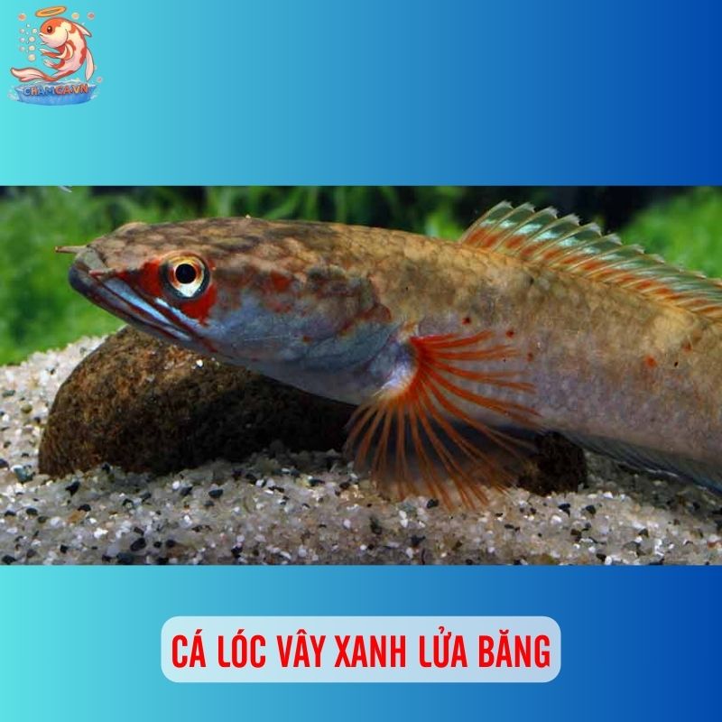 TOP 20 Loại Cá Lóc Cảnh Chinh Phục Dân Chơi Thuỷ Sinh 16 Cá lóc vây xanh lửa băng