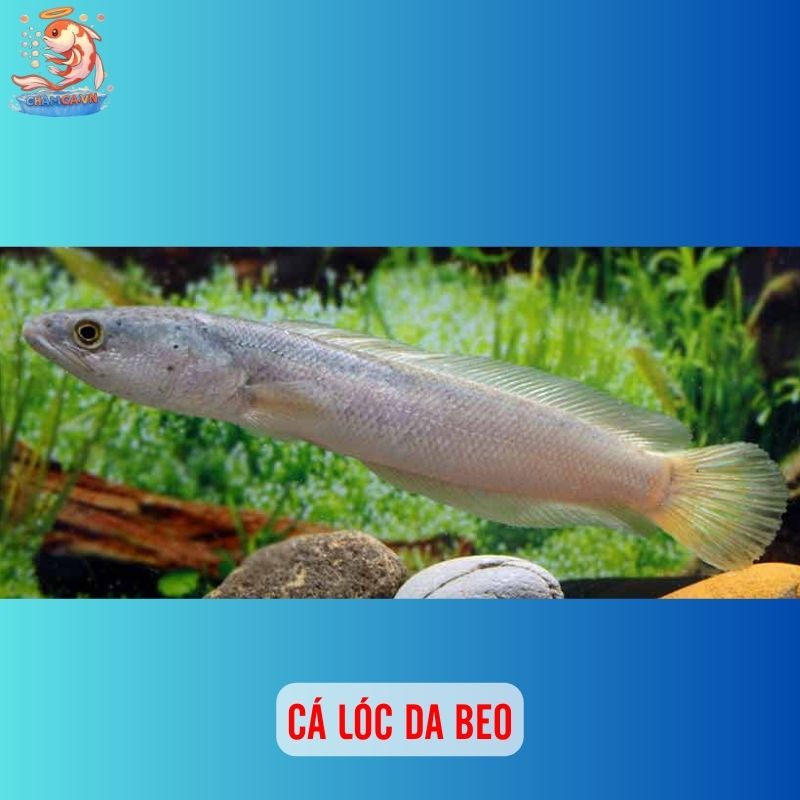 TOP 20 Loại Cá Lóc Cảnh Chinh Phục Dân Chơi Thuỷ Sinh 17 Cá lóc da beo