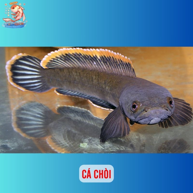 TOP 20 Loại Cá Lóc Cảnh Chinh Phục Dân Chơi Thuỷ Sinh 19 Cá chòi