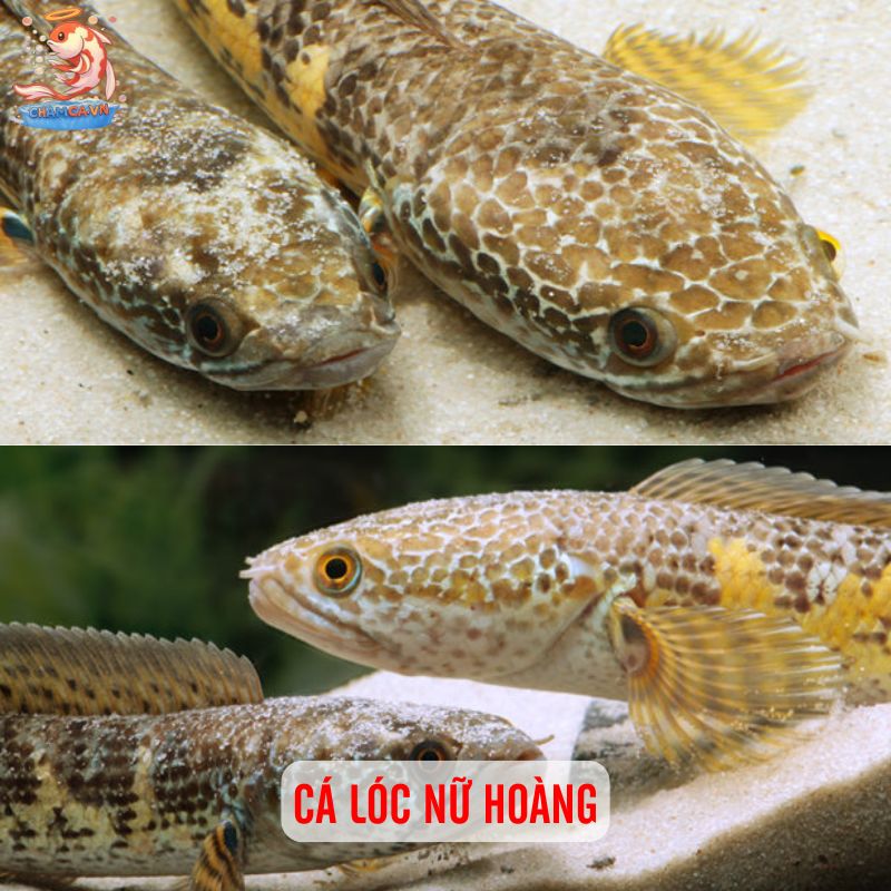 TOP 20 Loại Cá Lóc Cảnh Chinh Phục Dân Chơi Thuỷ Sinh 7 Cá lóc nữ hoàng