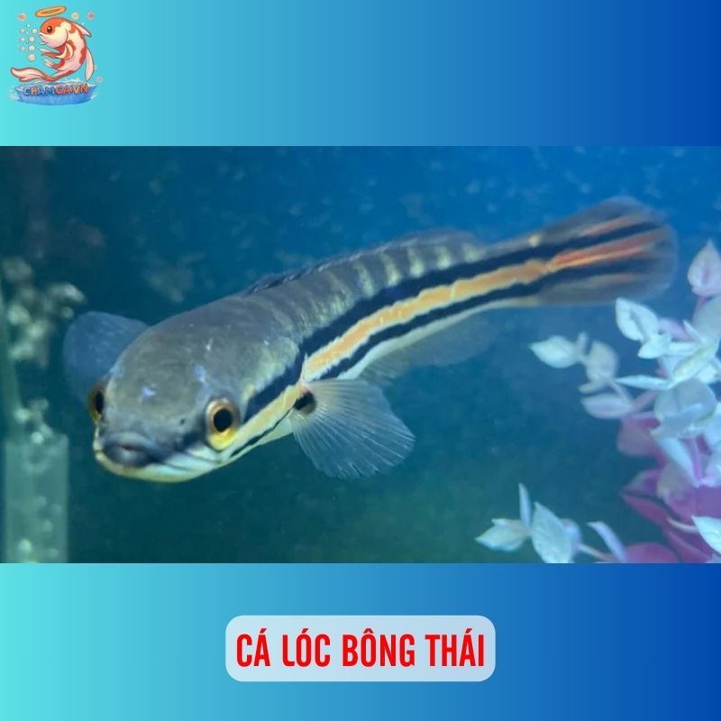 TOP 20 Loại Cá Lóc Cảnh Chinh Phục Dân Chơi Thuỷ Sinh 3 Cá lóc bông thái