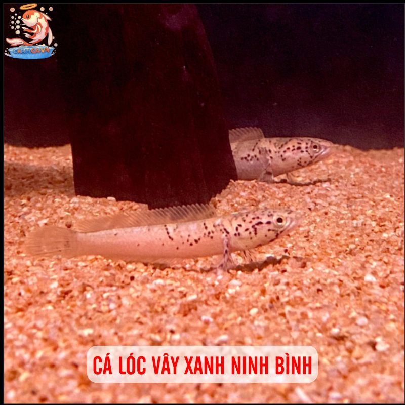 TOP 20 Loại Cá Lóc Cảnh Chinh Phục Dân Chơi Thuỷ Sinh 20 Cá lóc vây xanh Ninh Bình