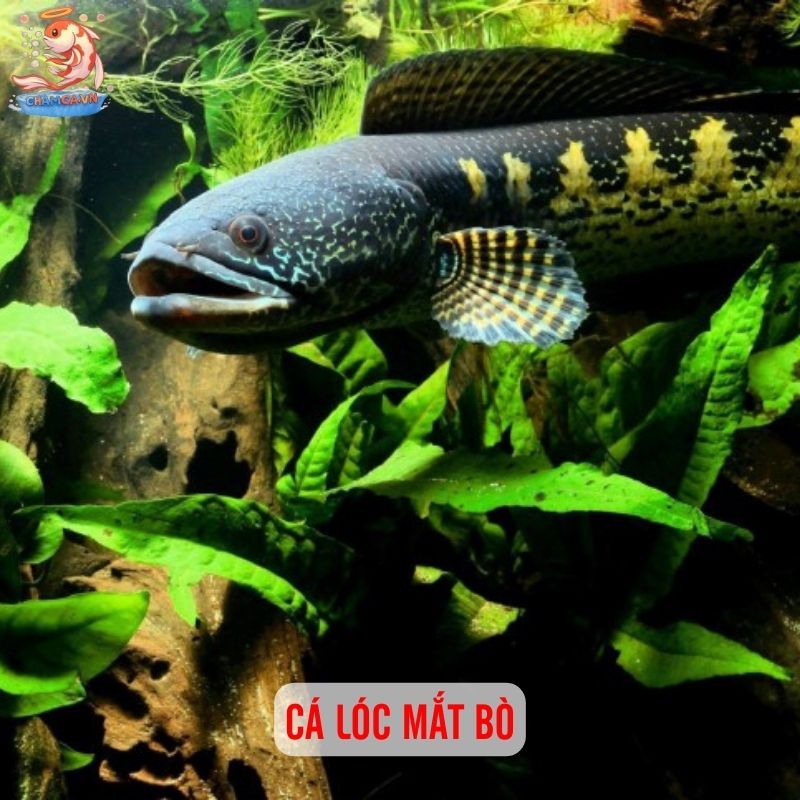 TOP 20 Loại Cá Lóc Cảnh Chinh Phục Dân Chơi Thuỷ Sinh 5 Cá lóc mắt bò