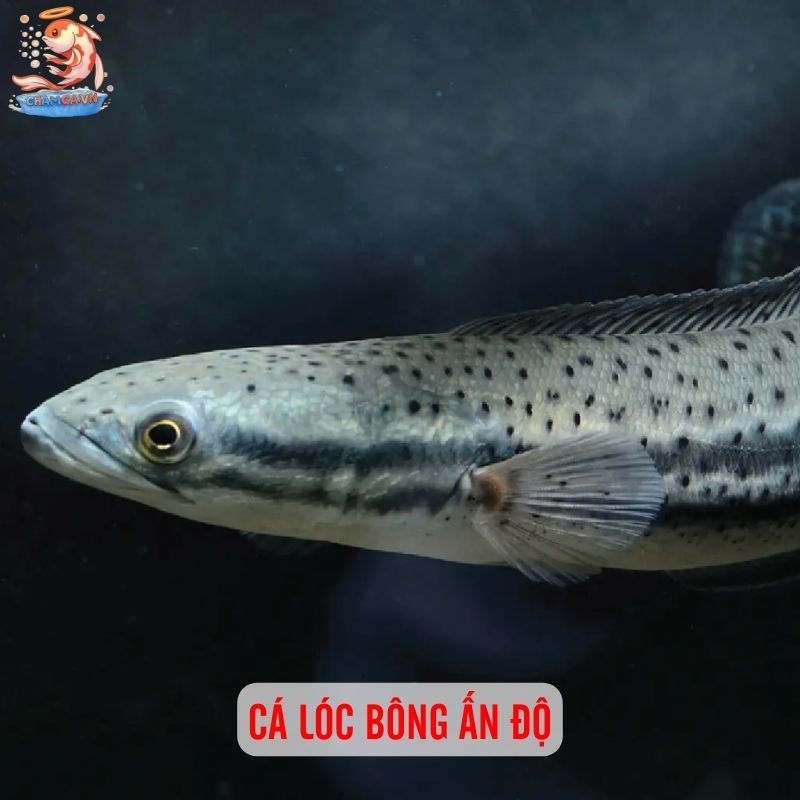 TOP 20 Loại Cá Lóc Cảnh Chinh Phục Dân Chơi Thuỷ Sinh 4 Cá lóc bông ấn độ