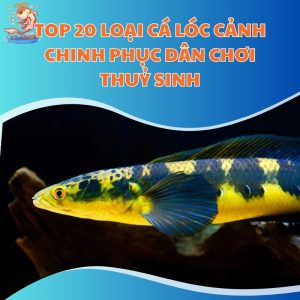TOP 20 Loại Cá Lóc Cảnh Chinh Phục Dân Chơi Thuỷ Sinh