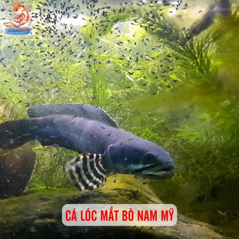 TOP 20 Loại Cá Lóc Cảnh Chinh Phục Dân Chơi Thuỷ Sinh 6 Cá lóc mắt bò nam mỹ
