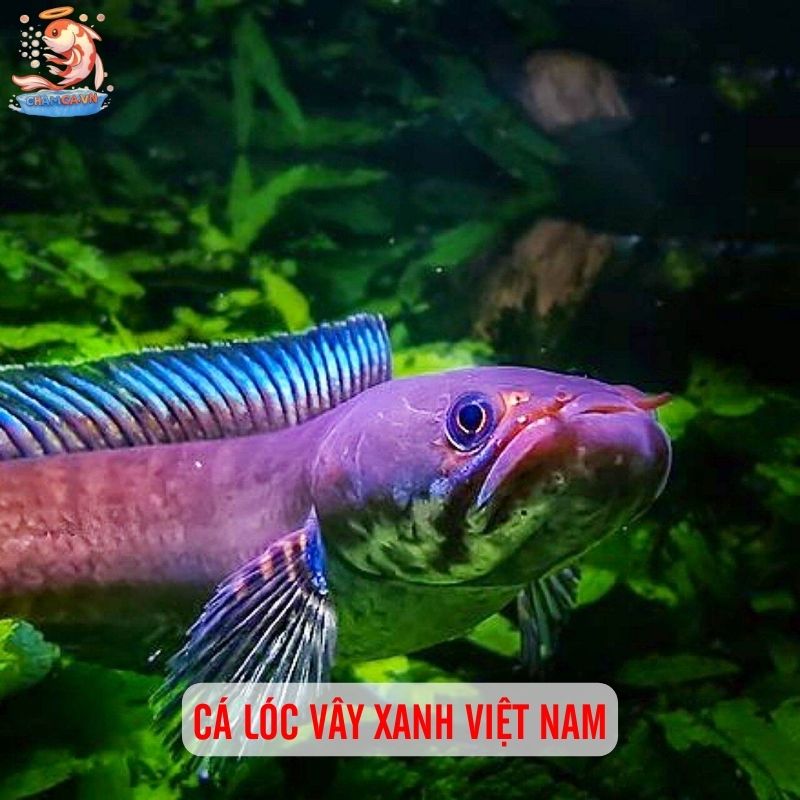 TOP 20 Loại Cá Lóc Cảnh Chinh Phục Dân Chơi Thuỷ Sinh 10 Cá lóc vây xanh Việt Nam